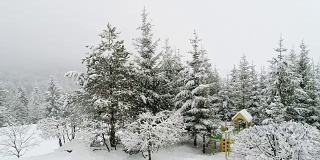 冬天喀尔巴阡的风景，圣诞树在雪地里