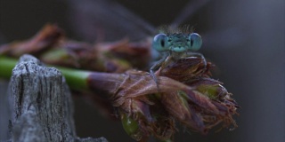 蜻蜓微距镜头
