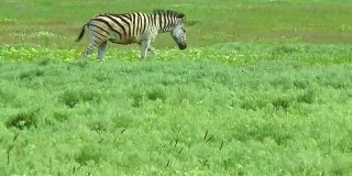斑马在草原的草地上行走