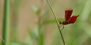 栖息在植物茎上的蜻蜓