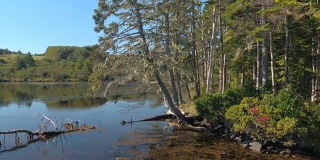 在阳光明媚的日子里，湖里躺着满是枯死的松树，上面爬满了干燥的攀登者