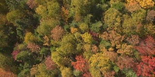 在美丽的落叶森林里，色彩鲜艳的落叶和树冠