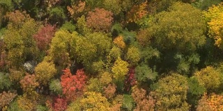 空中图:色彩鲜艳的秋叶和树冠覆盖着杂草丛生的山丘