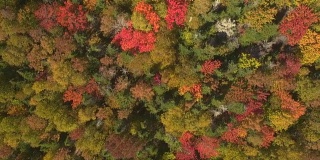 空中摄影:山上落叶林里五颜六色的落叶和树冠