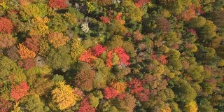 照片:落叶林地里色彩鲜艳的秋叶和树冠