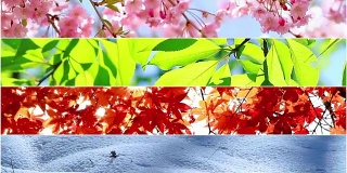 四季自然拼贴。每年不同时间的几段录像。