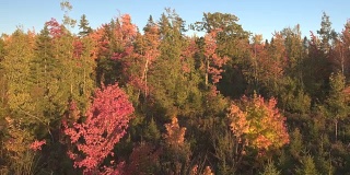 航拍:无人驾驶飞机在茂密的秋叶林中飞行