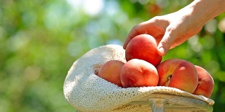 成熟的桃子。