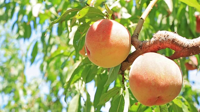 农夫摘熟了的桃子。