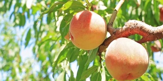 农夫摘熟了的桃子。