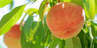 桃园里成熟的桃子。