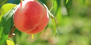 桃园里成熟的桃子。