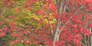 慢镜头:秋叶，枫叶在秋风中轻轻飘动
