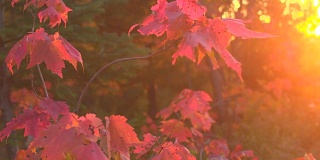 靠近辉光的金色日落在秋天的叶子叶子在枫树的树冠