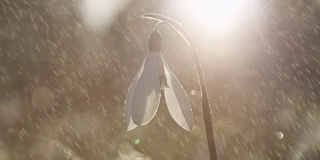 特写，DOF:轻春雨落在被称为雪花莲的早春花上