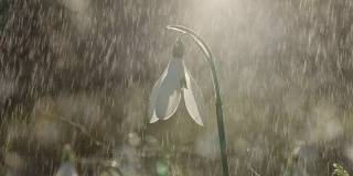 近，DOF:轻春雨落在白色的春天花称为雪花莲