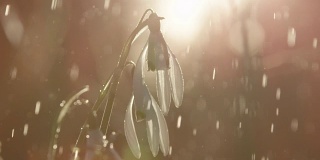 特写:闪亮的雨滴落在被称为雪花莲的早春花朵上