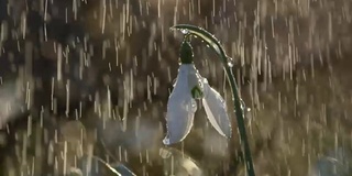 在阳光明媚的日子里，雨点落在首批被称为雪花莲的春天花朵上