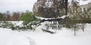 春天四月的反常天气。暴风雪后倒下的树