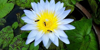 蜜蜂飞着美丽的荷花，睡莲，近距离，慢动作视频。