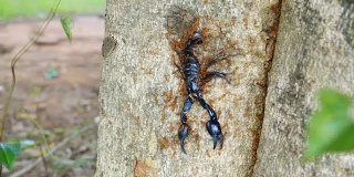 蚂蚁们正在帮助运送死蝎子到树上。