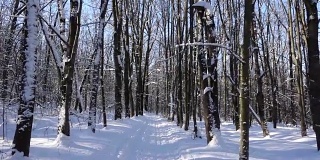 在冬季森林的滑雪路上行进