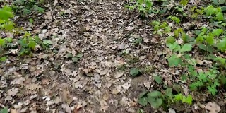 POV摄像机沿着森林小径拍摄。去年的枯叶。新鲜的春天的绿色，灌木，灌木，公园