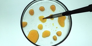 白色背景培养皿中的化学研究。在微生物实验室准备培养皿。接种盘子。化学实验室细菌培养皿。带绿色液体的实验室吸管
