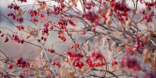 干荚蒾浆果在摇摆的树枝上