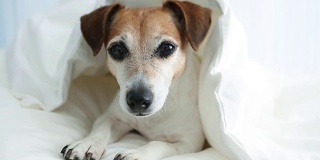 可爱可爱的狗在白色的毯子下面看。