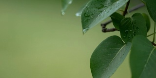 在模糊的背景下，水滴在绿叶上运行的4K超高清镜头