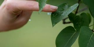 人的手触摸绿叶，水滴从树叶上流过的4K超高清镜头，模糊了背景