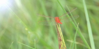 蜻蜓在草地上