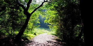 在新鲜的绿树中有一条小路。夏季环保环保形象。
