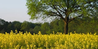 一片盛开的新鲜黄色油菜籽田，背景是一棵大橡树