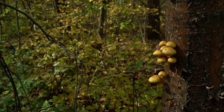 木材背景与金针菇在树上
