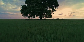 田野里的大绿树，戏剧性的云彩和五颜六色的夕阳，录像