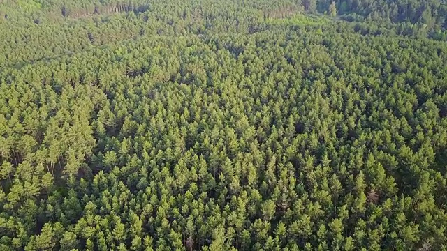 森林落叶和针叶林。树的顶部。绿色的。大自然。清洁空气。的方式