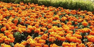 大花坛橙色花
