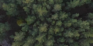 无人机在秋天的落叶针叶林上空拍摄。4 k