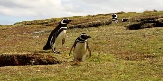 福克兰群岛:麦哲伦企鹅