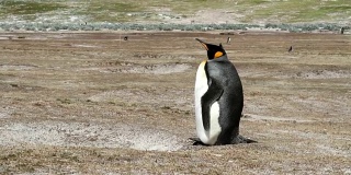 福克兰群岛:孤独的王企鹅