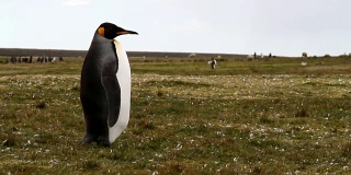 福克兰群岛:企鹅王