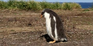 福克兰群岛:巴布亚小企鹅正在尖叫