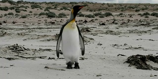 福克兰群岛:孤独的帝企鹅在海滩上散步
