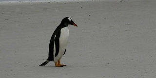 福克兰群岛:孤独的巴布亚企鹅