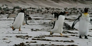 福克兰群岛:巴布亚企鹅在海滩上排成一排
