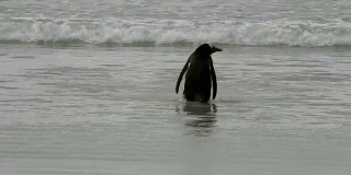福克兰群岛:巴布亚企鹅正在海里洗澡