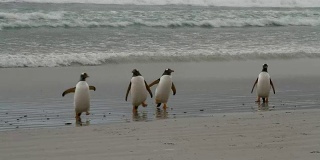 福克兰群岛:巴布亚企鹅捕鱼归来