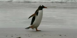福克兰群岛:巴布亚企鹅在海滩上奔跑